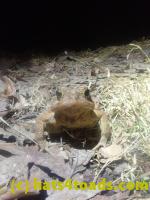 /home//u458753944/public_html/sourcegallery//////////////////////////////////////Roxborough Toad Detour/2026/2026-03-11/P3111569.JPG